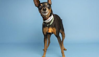 Blind Senior Miniature Pinscher Looking for Special Home