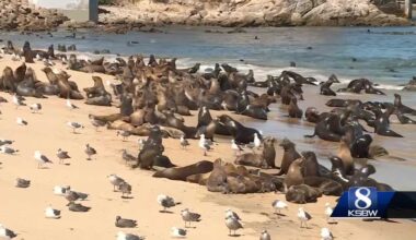 Sea lions continue takeover of San Carlos Beach in Monterey