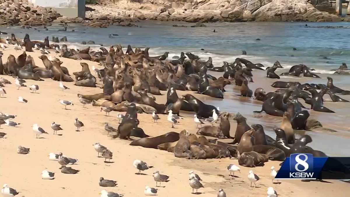 Sea lions continue takeover of San Carlos Beach in Monterey