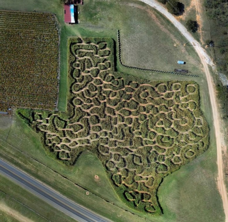 a Texas-shaped corn maze