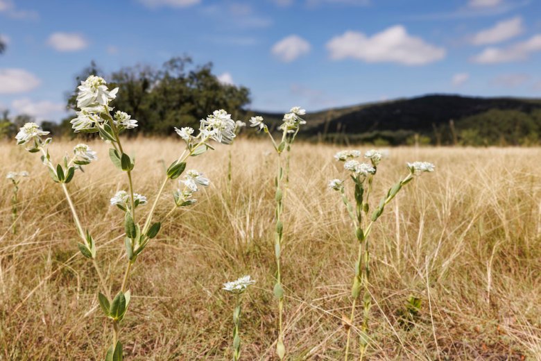 An up close shot of flowering plants in a field of Bear Creek State Park.
