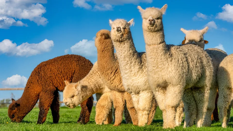 CC Wasim Muklashy&sol;Shutterstock