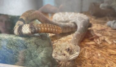Phoenix Zoo battles extreme heat to protect desert reptiles