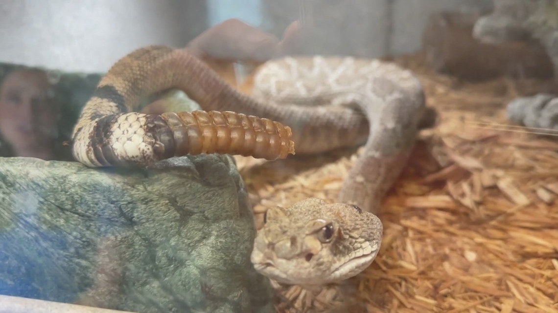Phoenix Zoo battles extreme heat to protect desert reptiles