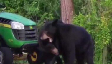 Florida bear harvest permit applications are now open