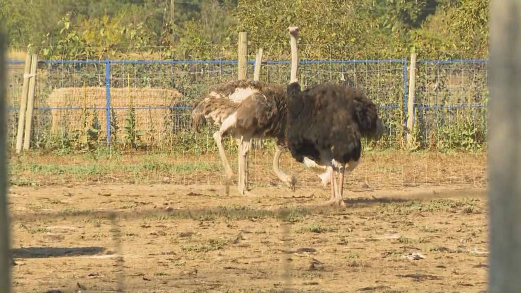 Click to play video: 'Businesses threatened over rumoured ties to ostrich cull'
