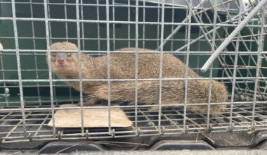 Mongoose captured on Kauai where the invasive species has no population