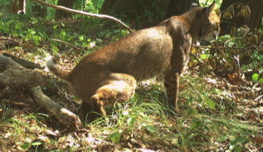 Backyard trail camera project in NY supports DEC research