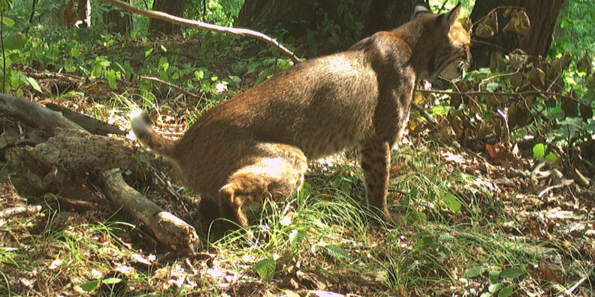 Backyard trail camera project in NY supports DEC research