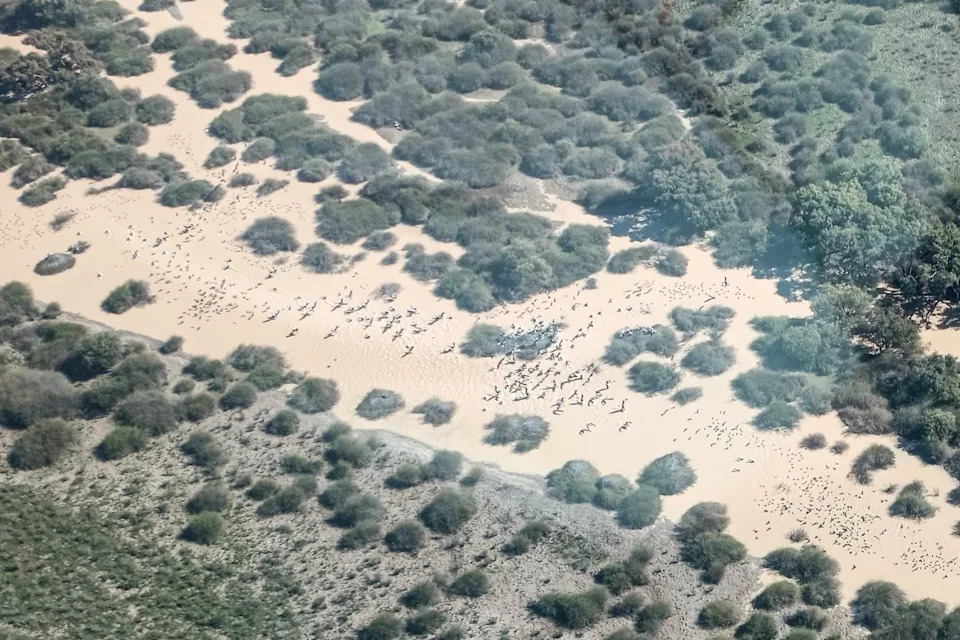 A plane flying over birds near Lake Eyre. 