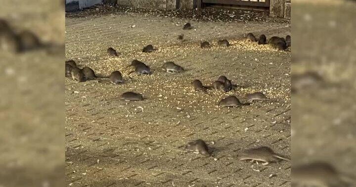 Swarm of rats plaguing Upper West Side, residents say. Here's one lawmaker's take on NYC's mitigation program.