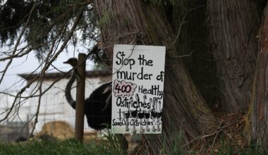Supreme Court of Canada grants stay on ostrich cull