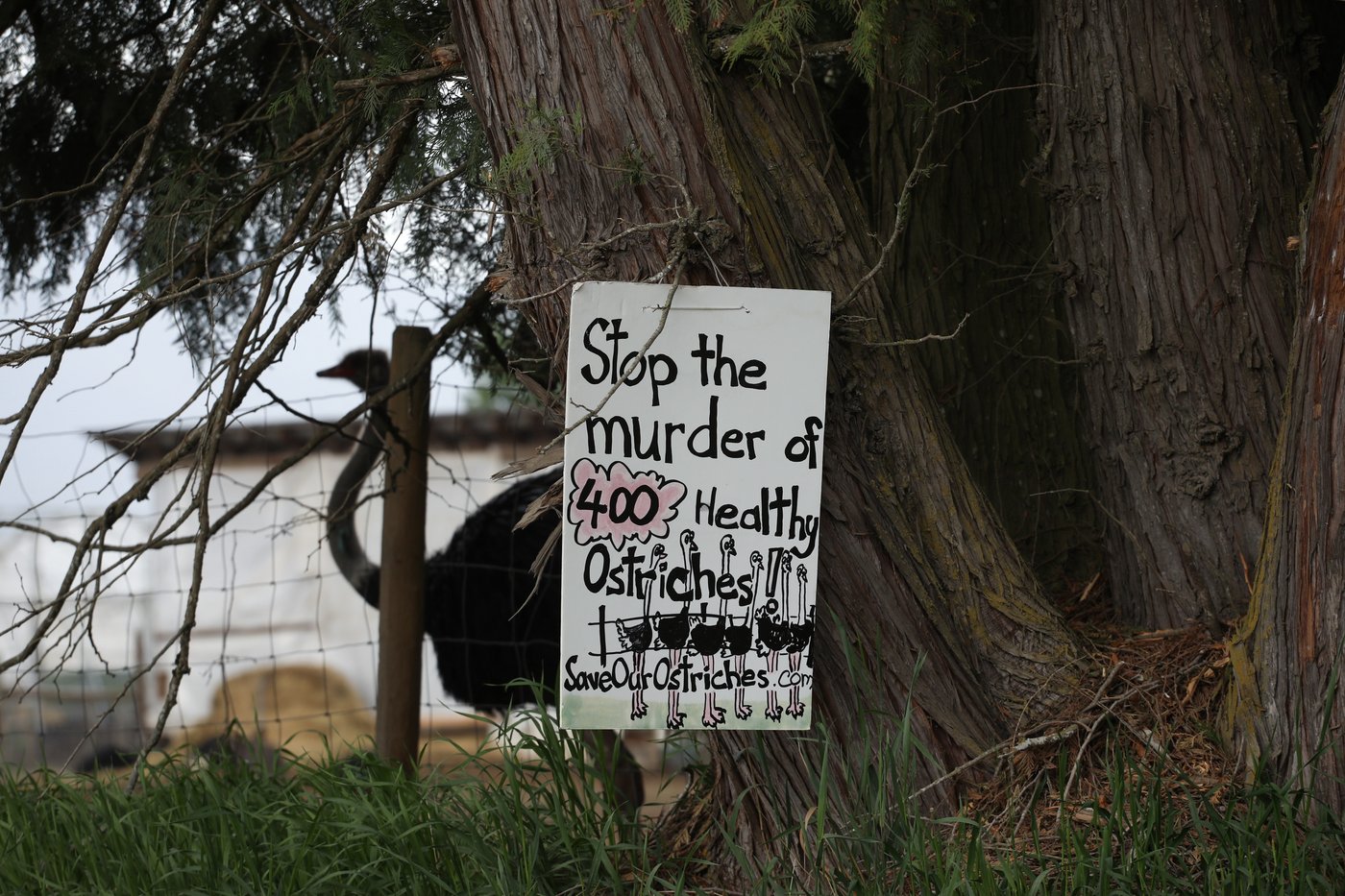 Supreme Court of Canada grants stay on ostrich cull