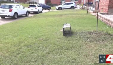 Groundhog drama in the city; neighbors free groundhog, frustrating homeowner
