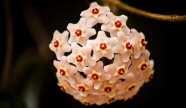 This little-known flower is the new star of indoor plants in 2025, it scents and beautifies your rooms all year round.