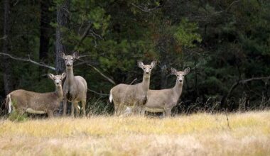 Genesee County deer tests positive for chronic wasting disease | Health