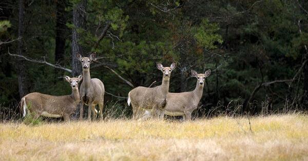 Genesee County deer tests positive for chronic wasting disease | Health
