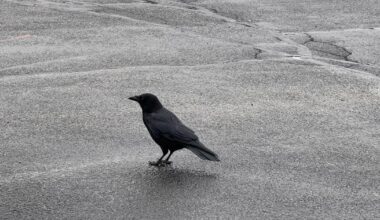 Terre Haute tests lasers to reduce downtown crow population | News