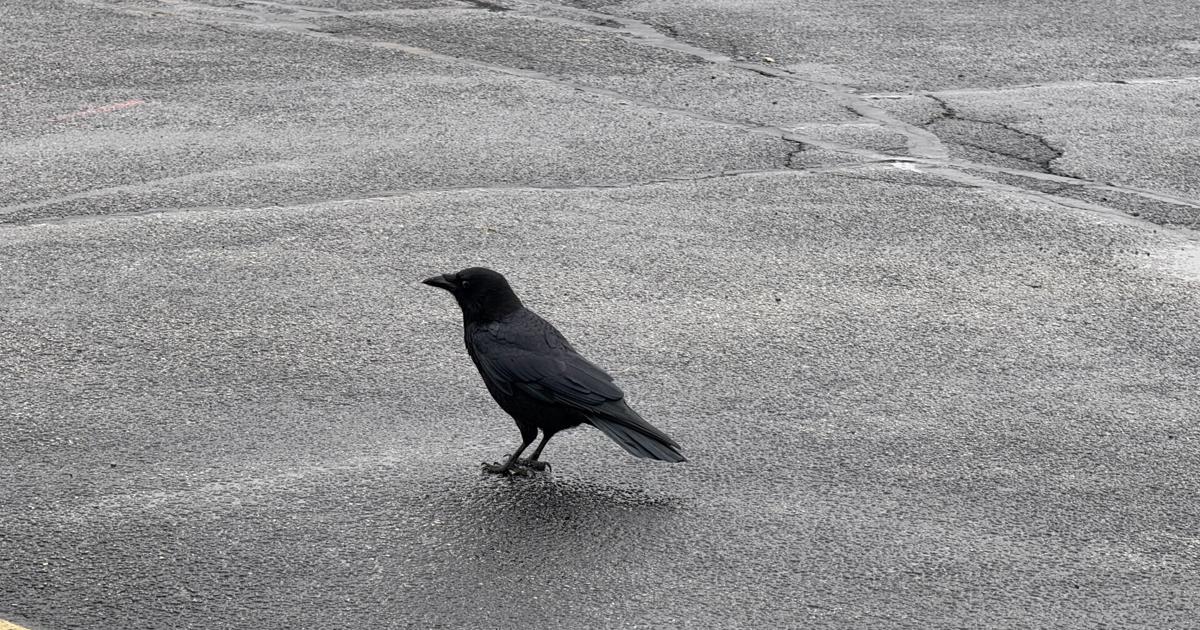 Terre Haute tests lasers to reduce downtown crow population | News