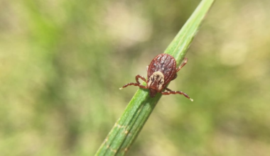 MSU researchers target deer to combat growing tick population in Michigan