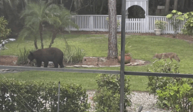 Collier County woman spots bear and coyote strolling in her backyard | Collier County