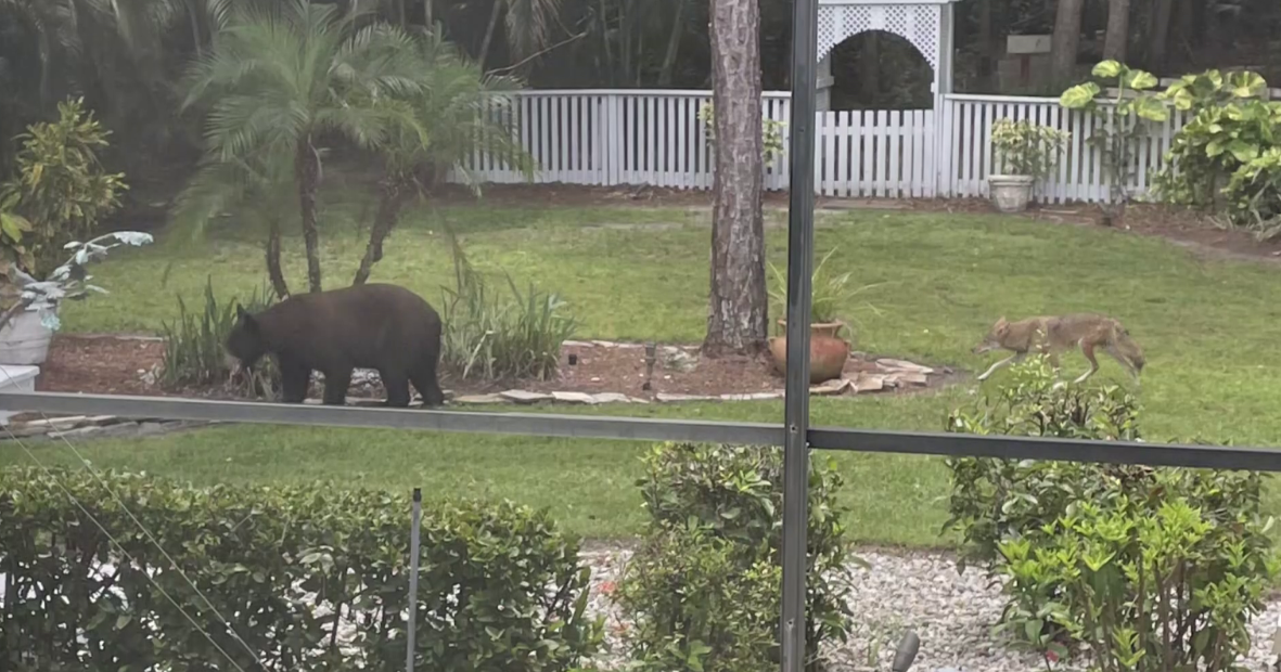 Collier County woman spots bear and coyote strolling in her backyard | Collier County