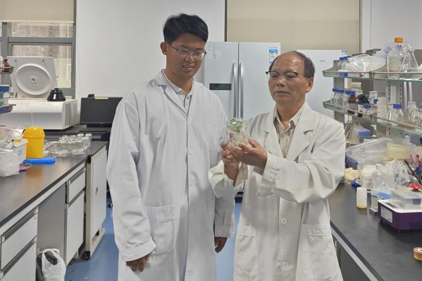 Chinese researchers identify a key gene to combat 'cancer' in cruciferous crops