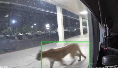 Security camera catches what appears to be mountain lion outside south Reno business Friday morning | Local News