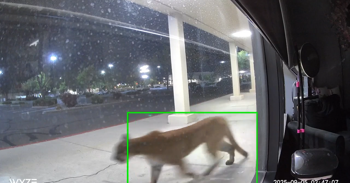Security camera catches what appears to be mountain lion outside south Reno business Friday morning | Local News