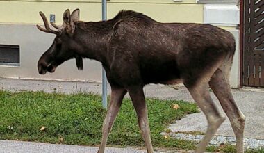Austrians Obsessed With The Adventures Of Emil The Moose