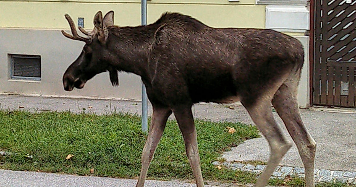 Austrians Obsessed With The Adventures Of Emil The Moose