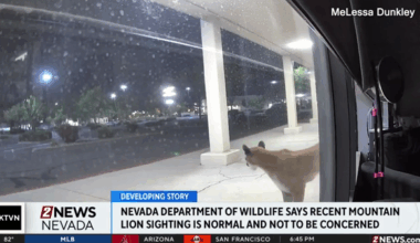 NDOW says mountain lion seen in south Reno security footage is normal | Local News