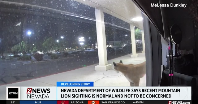 NDOW says mountain lion seen in south Reno security footage is normal | Local News