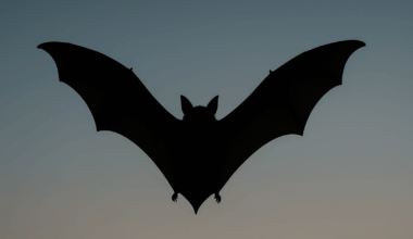 Rabid bat found in Bend, officials warn | Pets, Animals and Nature