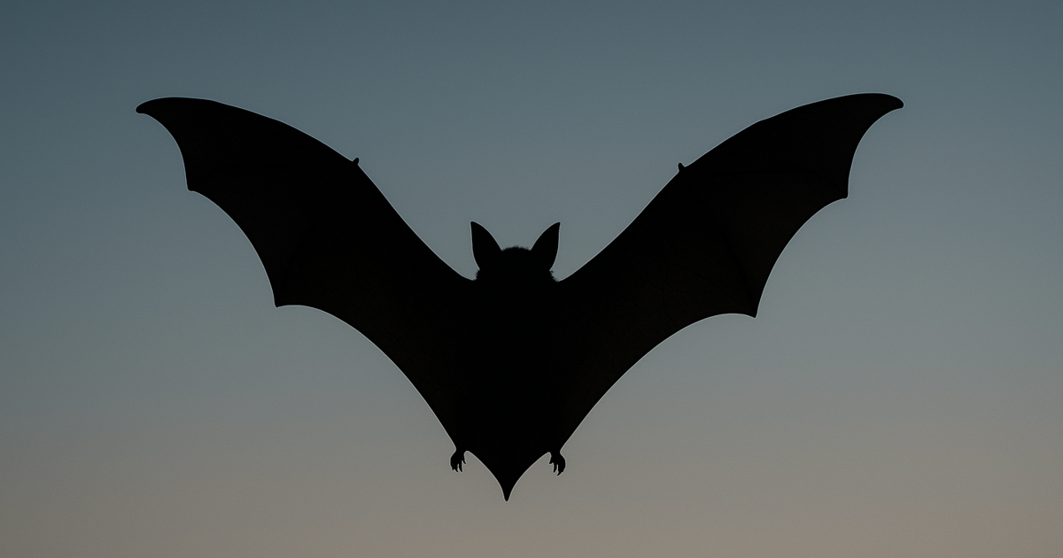 Rabid bat found in Bend, officials warn | Pets, Animals and Nature