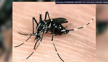 Asian tiger mosquito spotted in Wisconsin | State news
