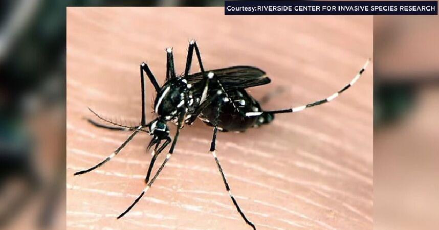 Asian tiger mosquito spotted in Wisconsin | State news