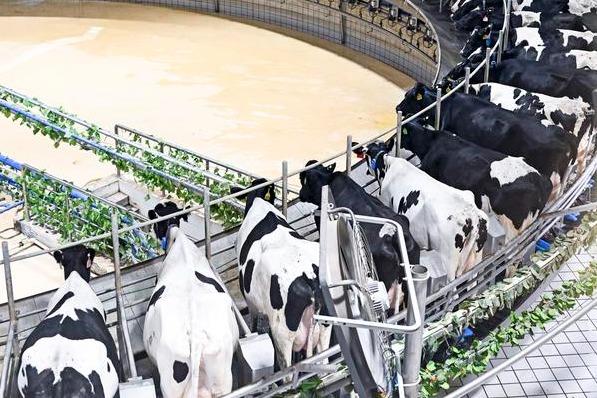 Chinese researchers create groundbreaking dairy cattle cell atlas