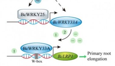 New genetic pathway strengthens roots and resilience in Bok choy