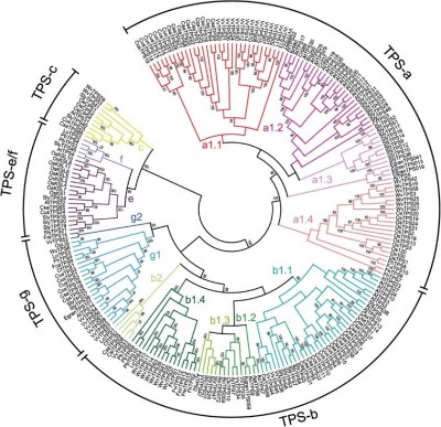 From scents to defense: decoding the genetic drivers of plant terpenes