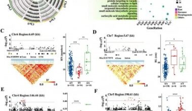 New Genome Study Connects Alfalfa Root Traits with Improved Forage Yield