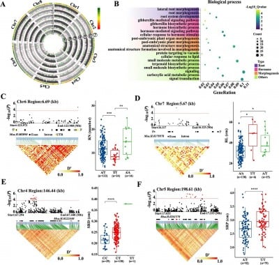 New Genome Study Connects Alfalfa Root Traits with Improved Forage Yield