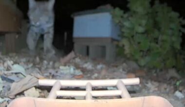 Bobcat spotted roaming Chico neighborhood | News