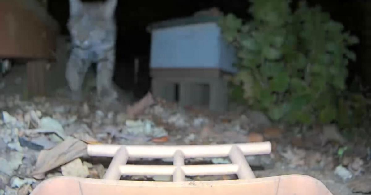 Bobcat spotted roaming Chico neighborhood | News