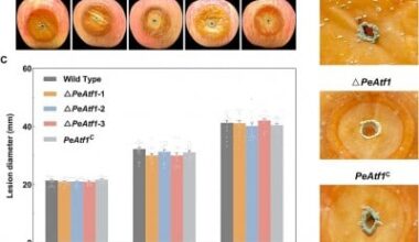 Study maps chromatin landscape of Penicillium expansum, the apple-rotting pathogen