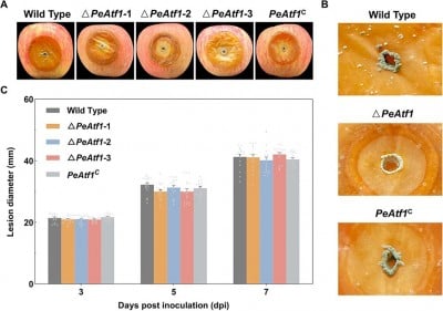 Study maps chromatin landscape of Penicillium expansum, the apple-rotting pathogen