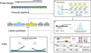 Chromosome barcoding brings precision to tropical fruit genetics