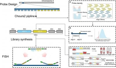 Chromosome barcoding brings precision to tropical fruit genetics