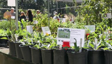 Houston Arboretum hosts Fall Plant Sale Oct. 3/4 | Coast To Coast