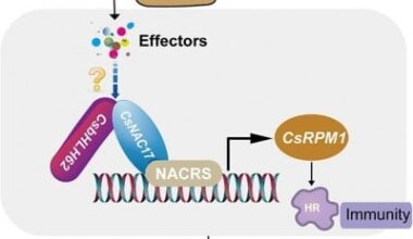 Tea Plant Defense: New Insights Into Anthracnose Resistance Mechanisms